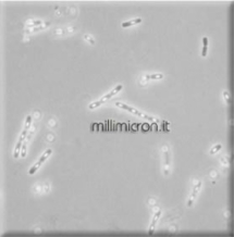 Bacillus cereus2