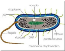 Cellula batterica - schema
