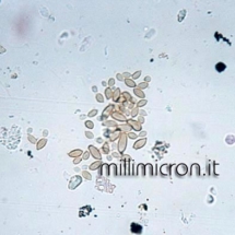 Cladosporium cladosporioides