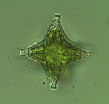 Desmidiacea