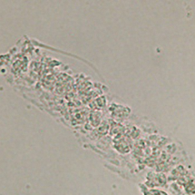 Cilindro cellulare