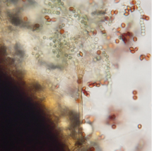 Emericella nidulans