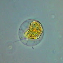 Haematococcus pluvialis