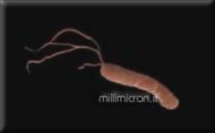 Helicobacter pylori-disegno