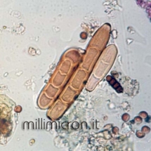 Helminthosporium