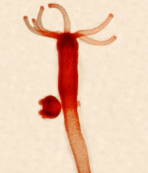 Hydra con gemma