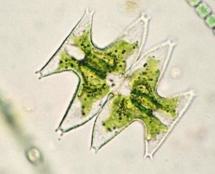 Micrasterias pinnatifida
