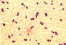 Micrococcus