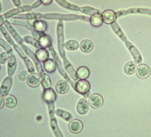 Monilia candida-1