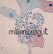 Monilia candida