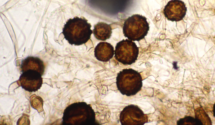Mucor hiemalis- zygospore