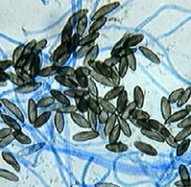Myrothecium
