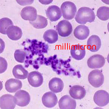 PIASTRINE copia