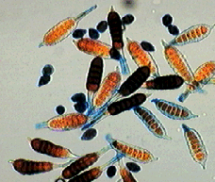 Phragmidium
