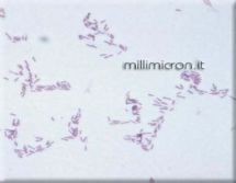 Pseudomonas
