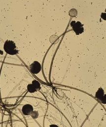 Rhizopus oryzae