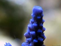echinodermi1